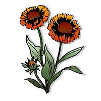 line art psp painted