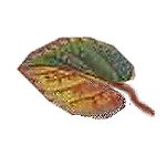 set of 3 leaves painted in psp v7