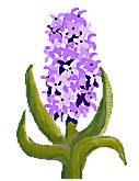 Hyacinth flower mouse drawn in psp v7
