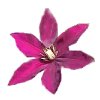 clematis flower cut from photo