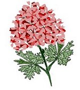 geranium (mouse drawn)