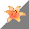 orange lily cut from photo
