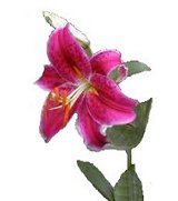 pink lily cut from photo