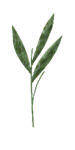 long leaf stem